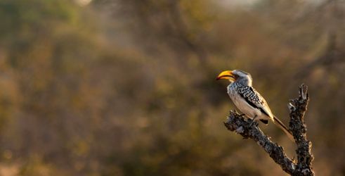 Bijzondere vogels Kruger NP